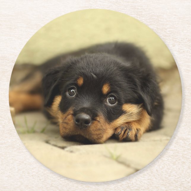 Dessous De Verre Rond Rottweiler20150901 (Devant)