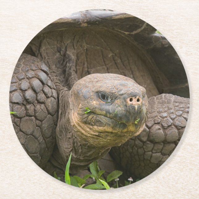 Dessous De Verre Rond Tortue géante (Devant)