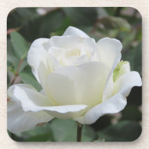 Rose Blanche