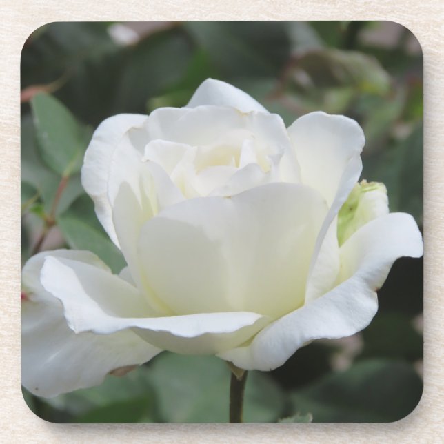 Dessous-de-verre Rose Blanche (Devant)