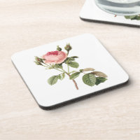 rose de mousse (Rosa muscosa) par Redouté