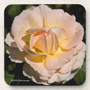 Dessous-de-verre Rose de thé