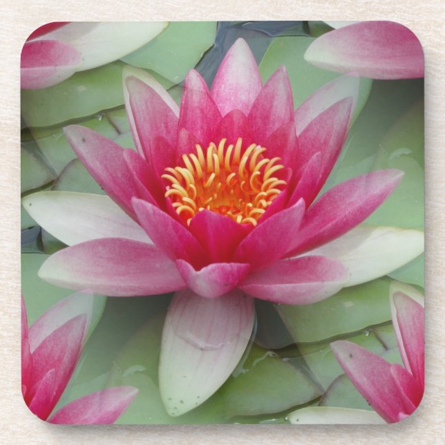 Dessous-de-verre Rose Lotus Water Lily (Devant)