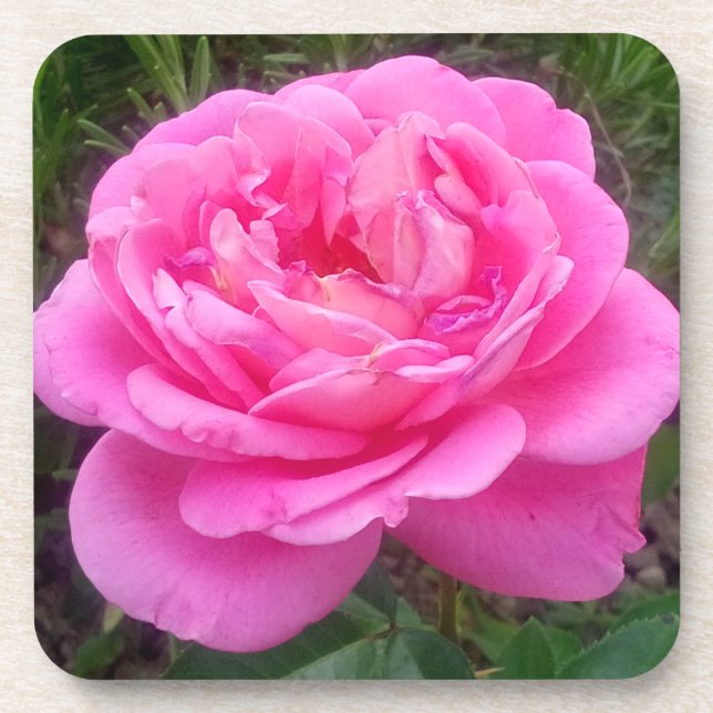 Dessous-de-verre Rose romantique 'Léonard de Vinci' (Devant)