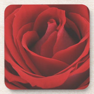 Dessous-de-verre Rose rouge de floraison