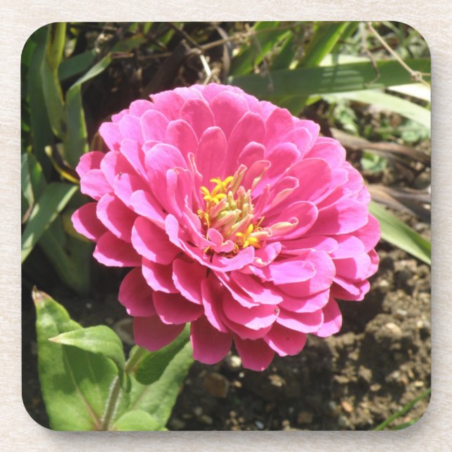 Dessous de verre rose Zinnia Cork (Devant)