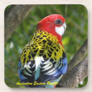 Dessous-de-verre Rosella oriental masculin australien