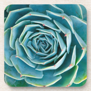 Dessous-de-verre Rosette d'Echeveria, Jardin Secret de Marrakech