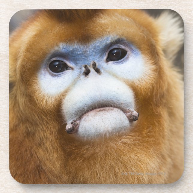 Dessous-de-verre Roxellana d'or masculin de Pygathrix de singe (Devant)