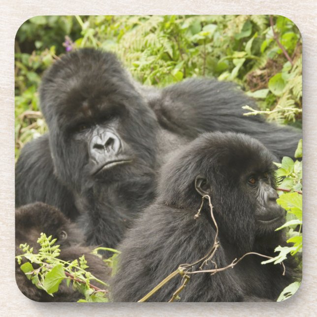 Dessous-de-verre Rwanda, Parc national des volcans (Devant)