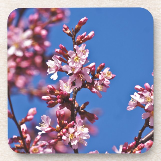 Dessous-de-verre Sakura Cerry Blossoms Touché Bleu (Devant)
