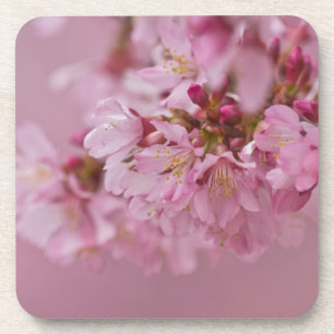 Dessous-de-verre Sakura Cherry Blossoms rose pâle Réflexions