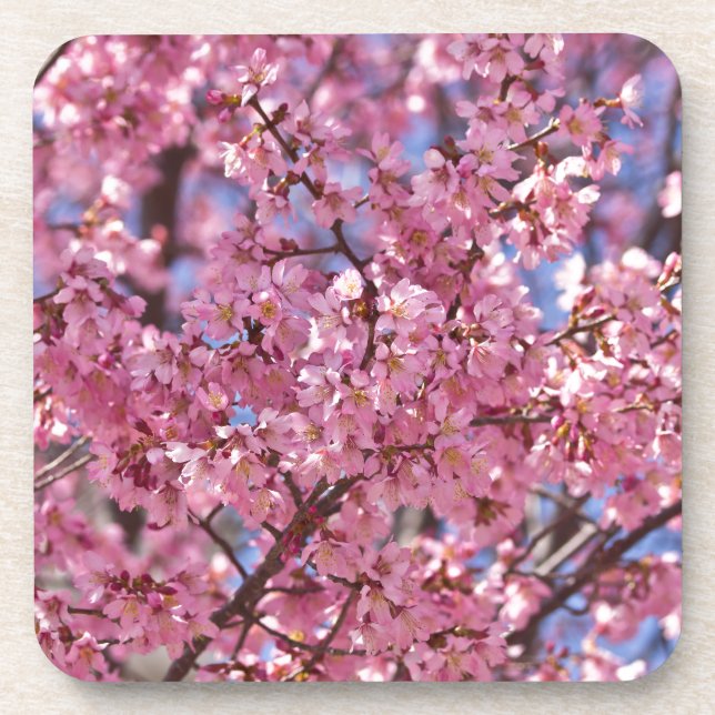 Dessous-de-verre Sakura Pink Cherry Blossom Sky (Devant)