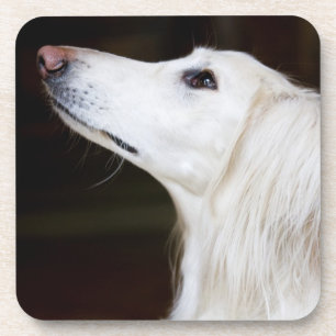 Dessous-de-verre Saluki recherchant