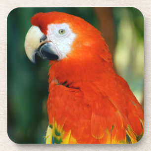 Dessous-de-verre Scarlet Macaw