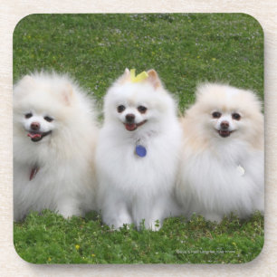 Dessous-de-verre Séance de 3 Pomeranians