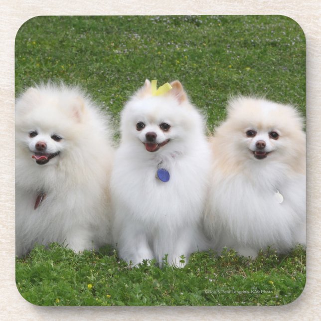 Dessous-de-verre Séance de 3 Pomeranians (Devant)