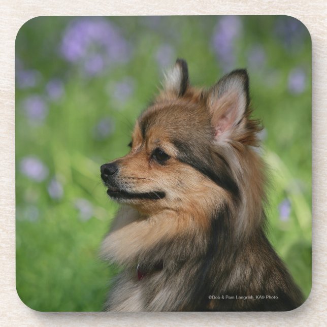 Dessous-de-verre Séance de Headshot de Pomeranian (Devant)