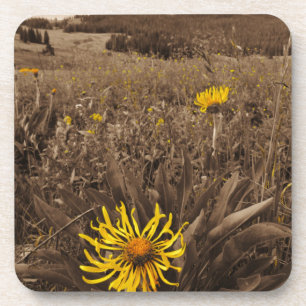 Dessous-de-verre Sepia tone fleurs sauvages jaunes