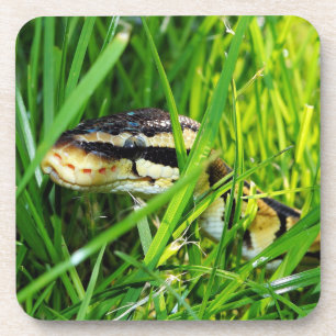Dessous-de-verre Serpent python à boules dans l'herbe