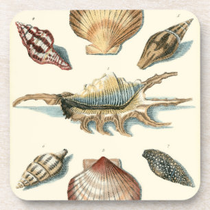 Dessous-de-verre Shell de fantaisie échouent