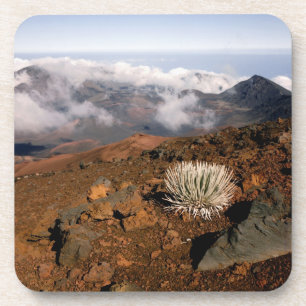 Dessous-de-verre Silversword sur le bord du cratère Haleakala depui