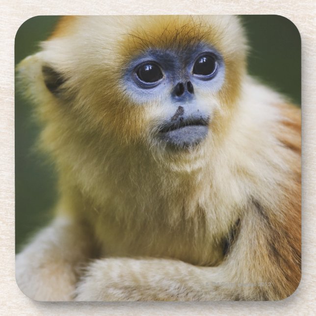 Dessous-de-verre Singe d'or (Devant)