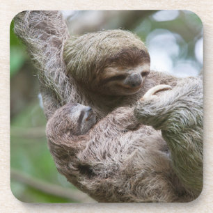 Dessous-de-verre Sloth Baby avec mère pendre d'un arbre