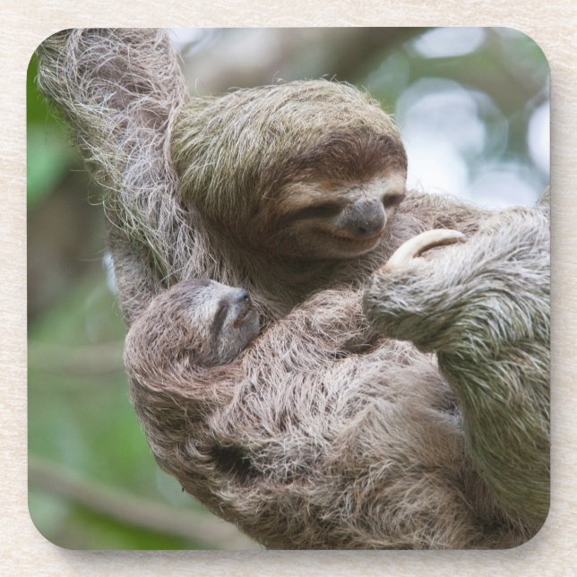 Dessous-de-verre Sloth Baby avec mère pendre d'un arbre (Devant)