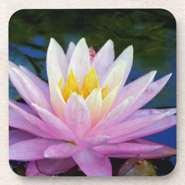 Dessous-de-verre Soft Pink Waterlily (Devant)