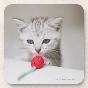 Dessous-de-verre Souris sentante de jouet de chaton britannique de