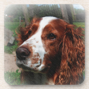 Dessous-de-verre Springer Spaniel Chien Art