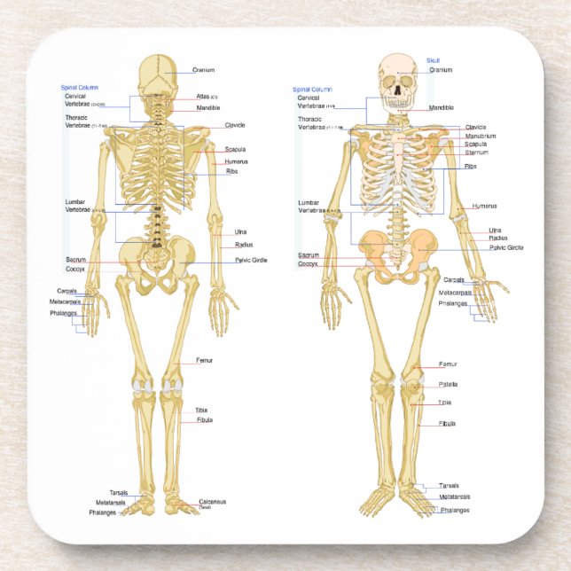 Dessous-de-verre Squelette humain marqué diagramme d'anatomie (Devant)