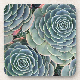 Dessous de verre succulents