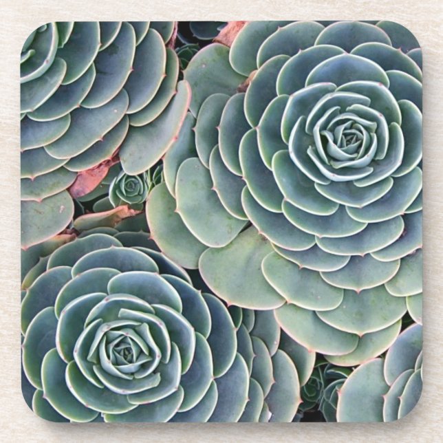 Dessous de verre succulents (Devant)