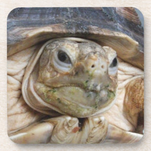 Dessous-de-verre Sulcata Tortoise Face Gros plan Boisson