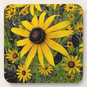 Dessous-de-verre Susans observé par noir