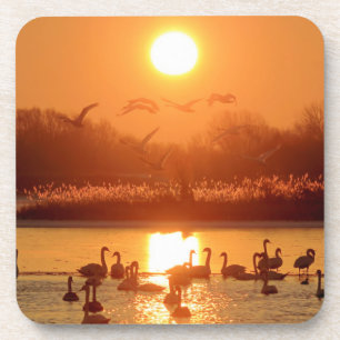 Dessous-de-verre Swans dans le lac au coucher du soleil