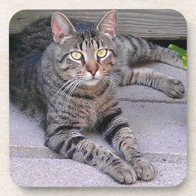 Dessous-de-verre Tabby Chat Brown à l'extérieur (Devant)