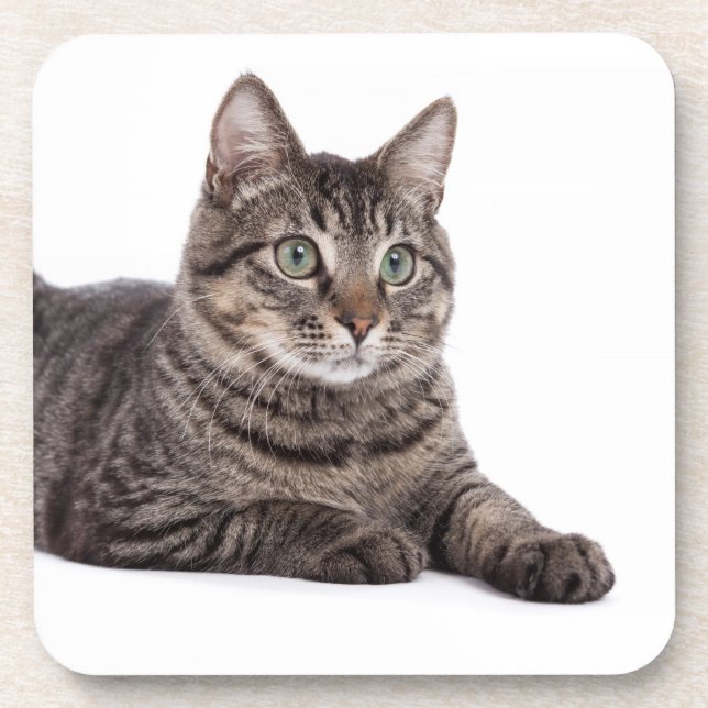 Dessous-de-verre Tabby Gris (Devant)