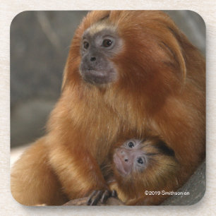Dessous-de-verre Tamarin d'or de lion avec le bébé