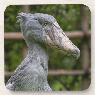 Dessous-de-verre Taupe (Balaeniceps rex)