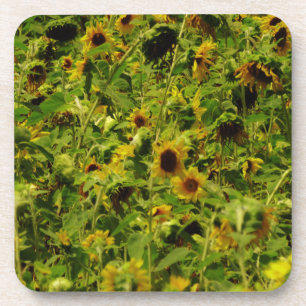 Dessous-de-verre Terrain de tournesol