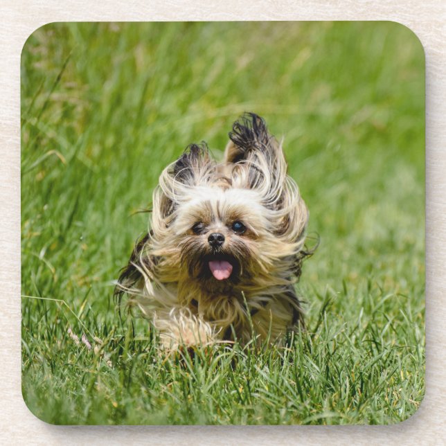 Dessous-de-verre Terrier Yorkshire mignon Traversant L'Herbe (Devant)