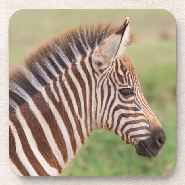 Dessous-de-verre Tête de bébé zébrée, Tanzanie (Devant)