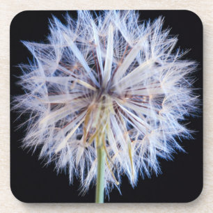 Dessous-de-verre Tête de graine de pissenlit (Taraxacum Officinale)