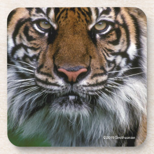 Dessous-de-verre Tête et visage de tigre