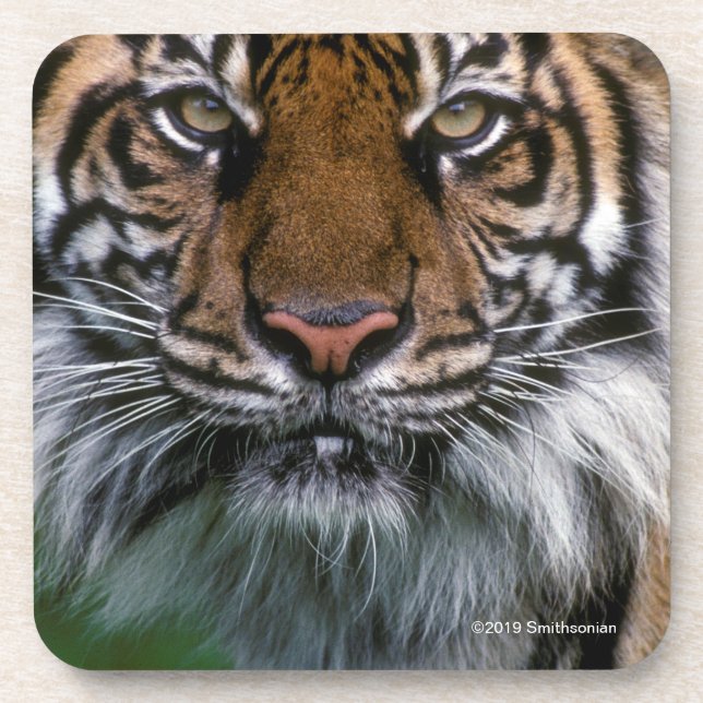 Dessous-de-verre Tête et visage de tigre (Devant)
