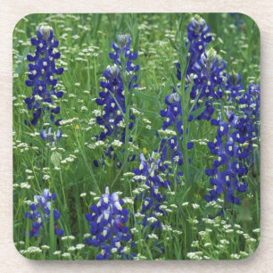 Dessous-de-verre Texas, lac Buchanan. Bluebonnet et sauvage du Texa