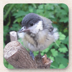 Dessous-de-verre Tidi my Bird le Parus Major